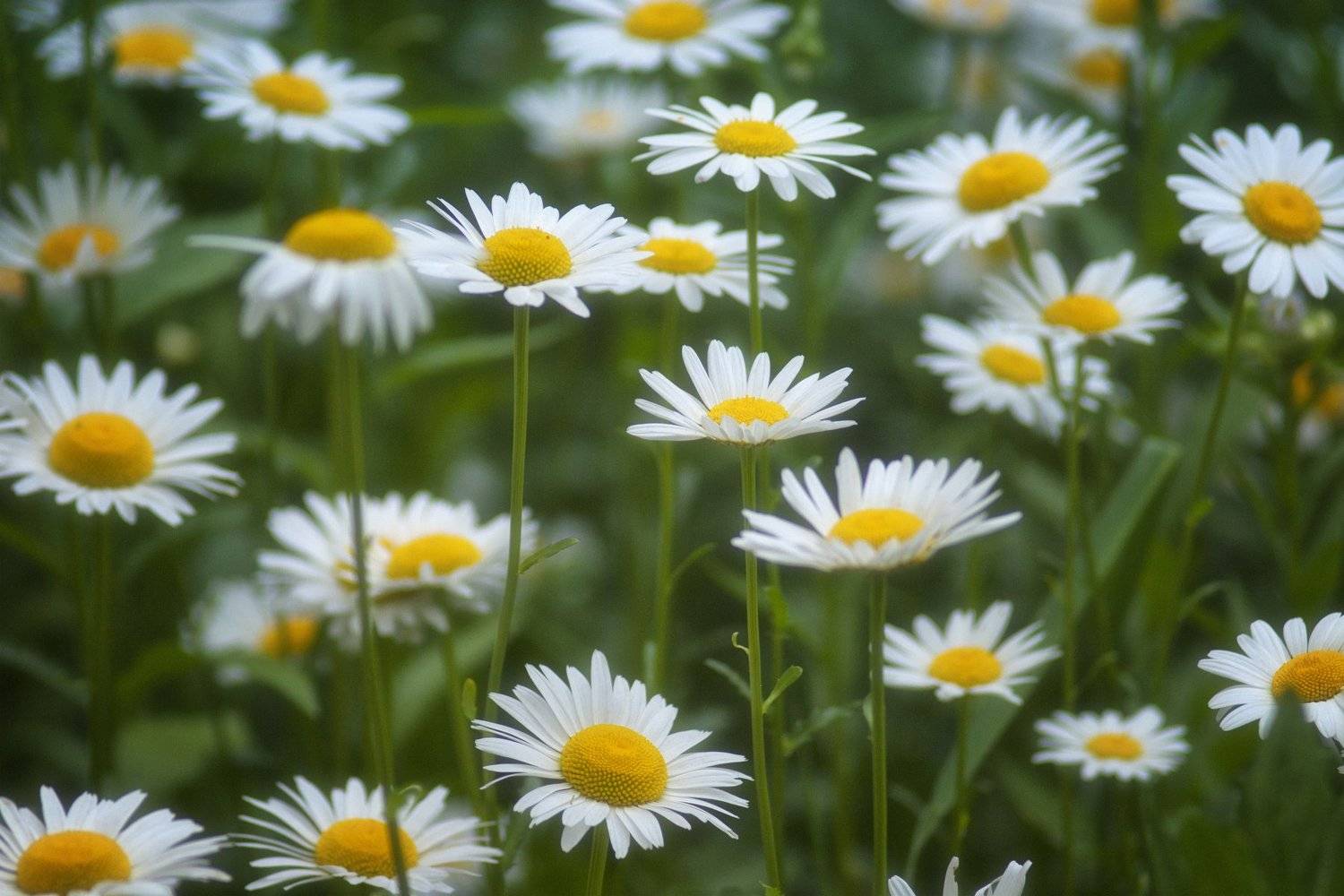 цветы,ромашки, Roma Krasov ( Chitinskiy )