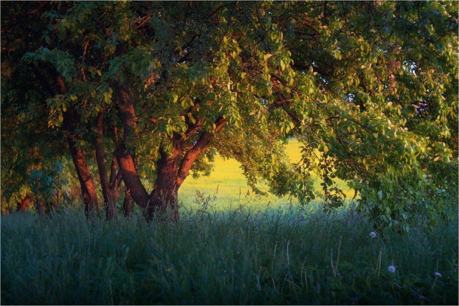 лето, вечер, helios 77m, Сергей Шабуневич