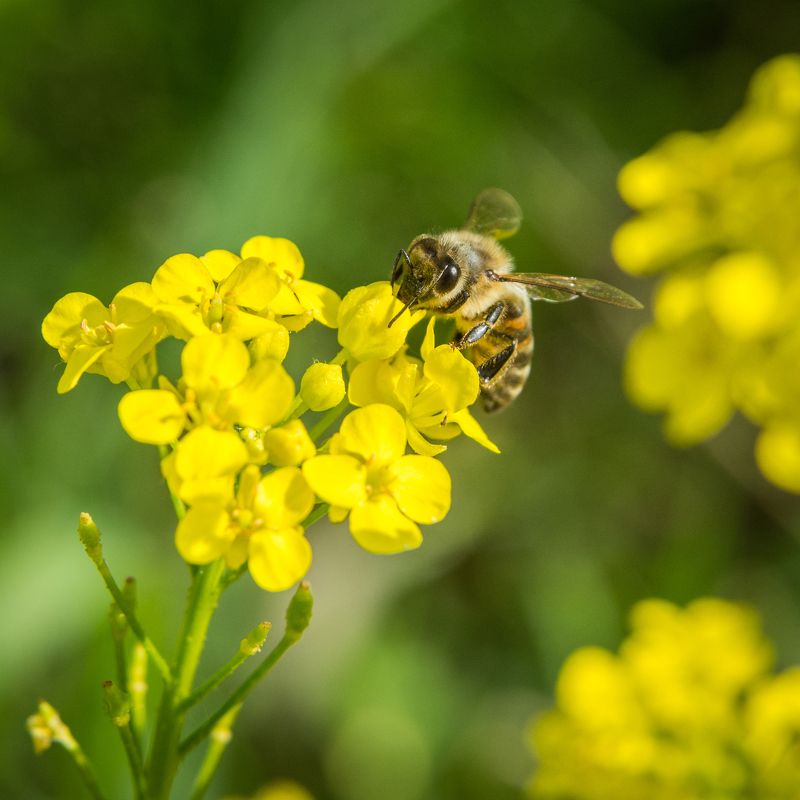 Lunch of the bee фото превью