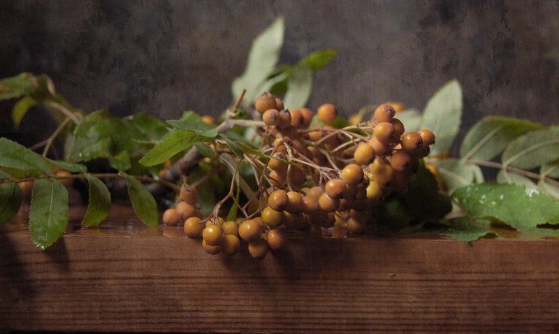 рябина Рябина фото превью