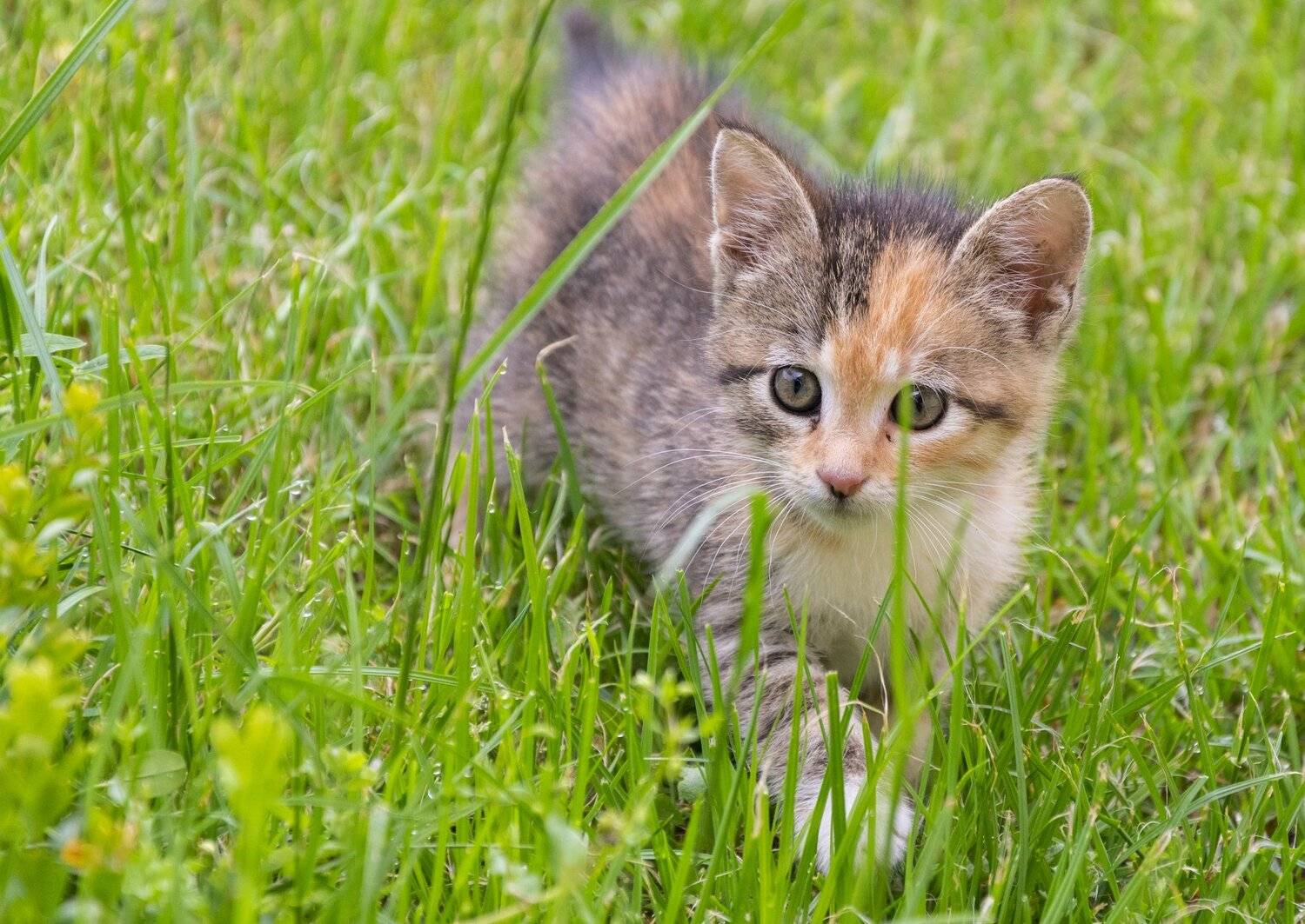 ceclii, nikon d3400, animals, Tsvetan Ganev