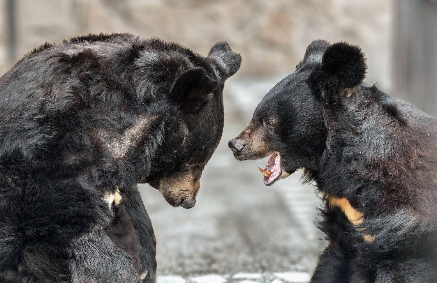 , Олег Богданов