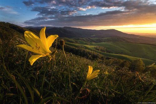 Лилия желтая