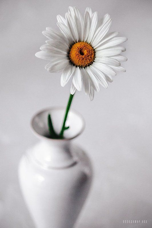 +++ фото превью