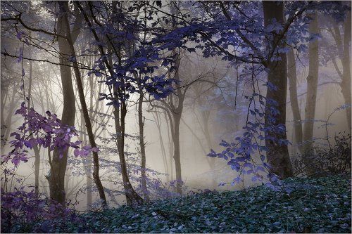Мистический лес 10