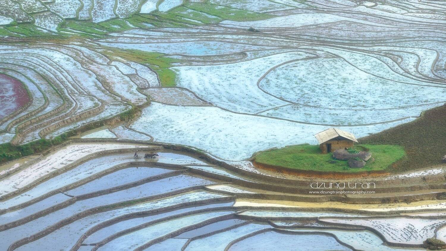 y ty,rice,fields,water,season,farmer, Tran Minh Dung