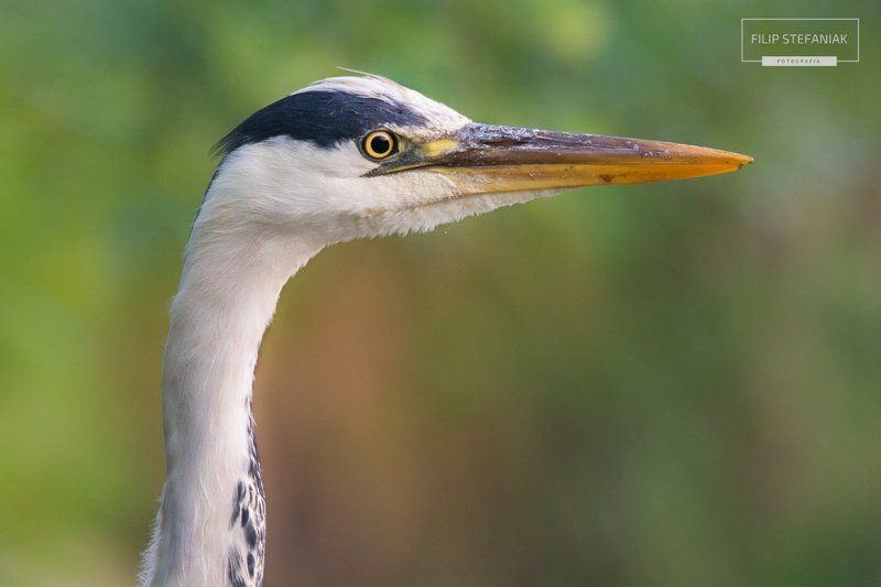 Eye of the heron фото превью