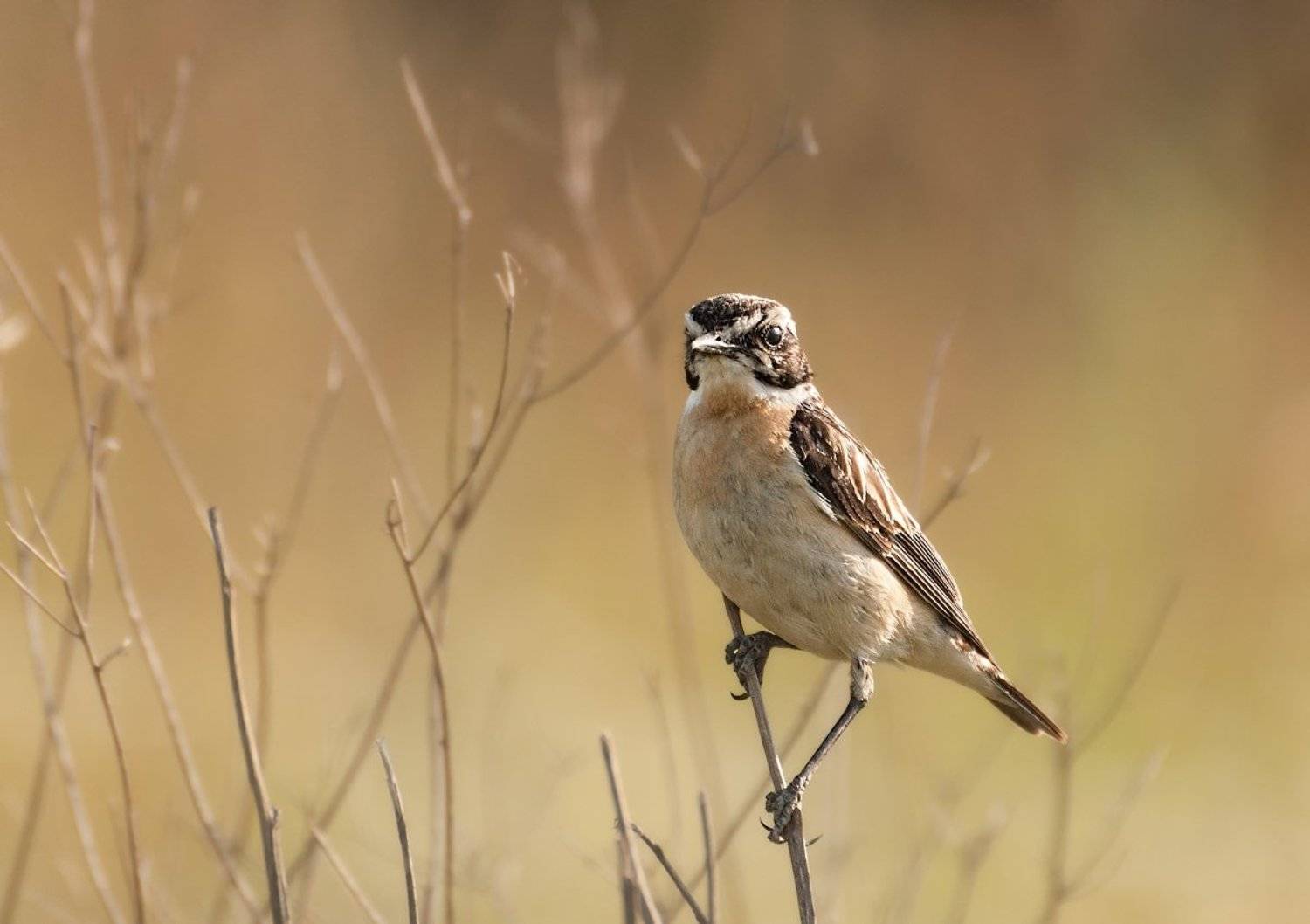 , Олег Тыркин