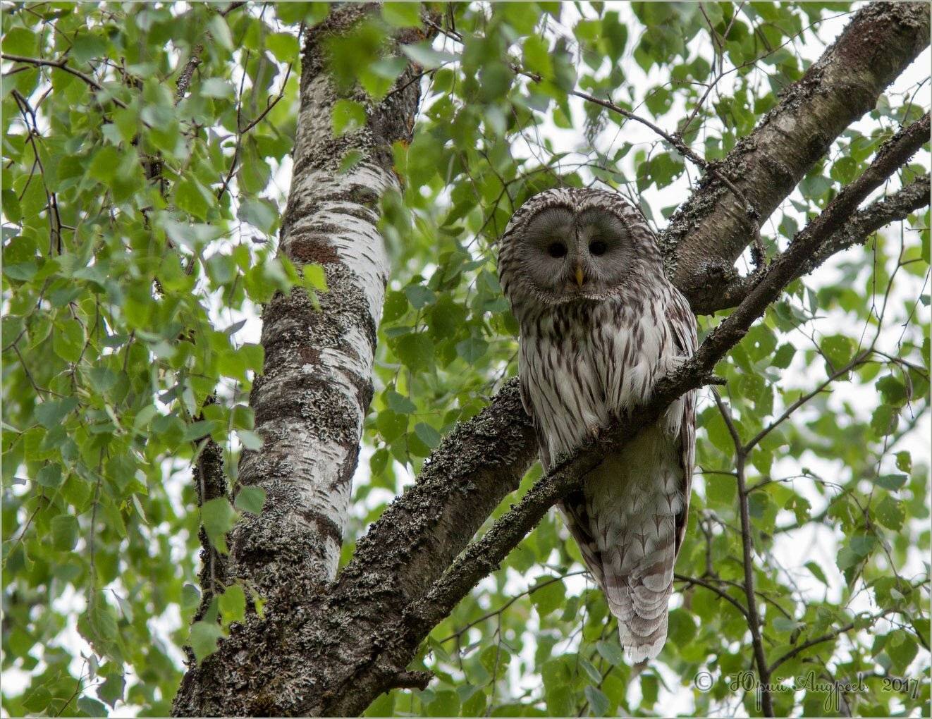 неясыть длиннохвостая strix uralensis, Юрий Андреев