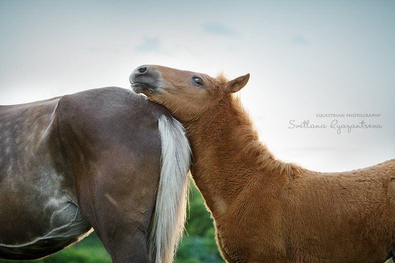 horse, horses, portrait, foal, портрет, лошадь, лошади, жеребенок когда мама рядом фото превью