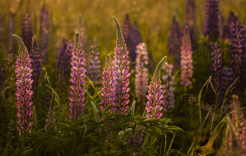 lupine,sunset,fields Lupine candles фото превью