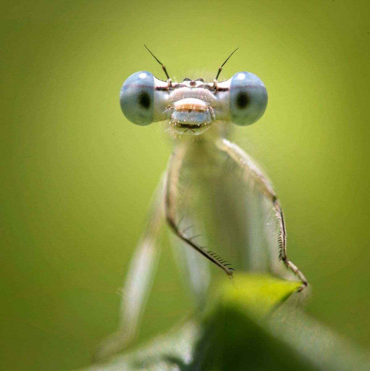 , Nicolae Fanurie Chirobocea