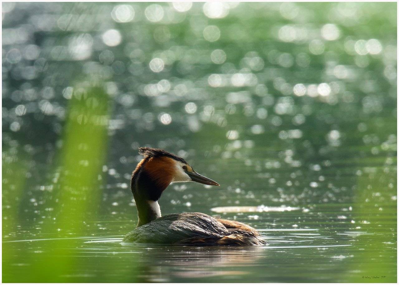 , Валерий Субачев