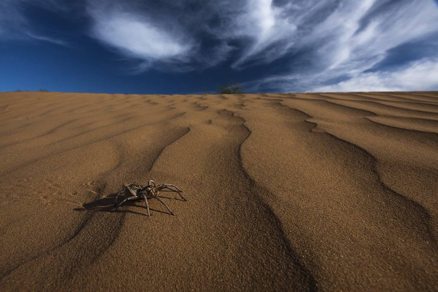 тарантул, астраханская область, Антон Воронин