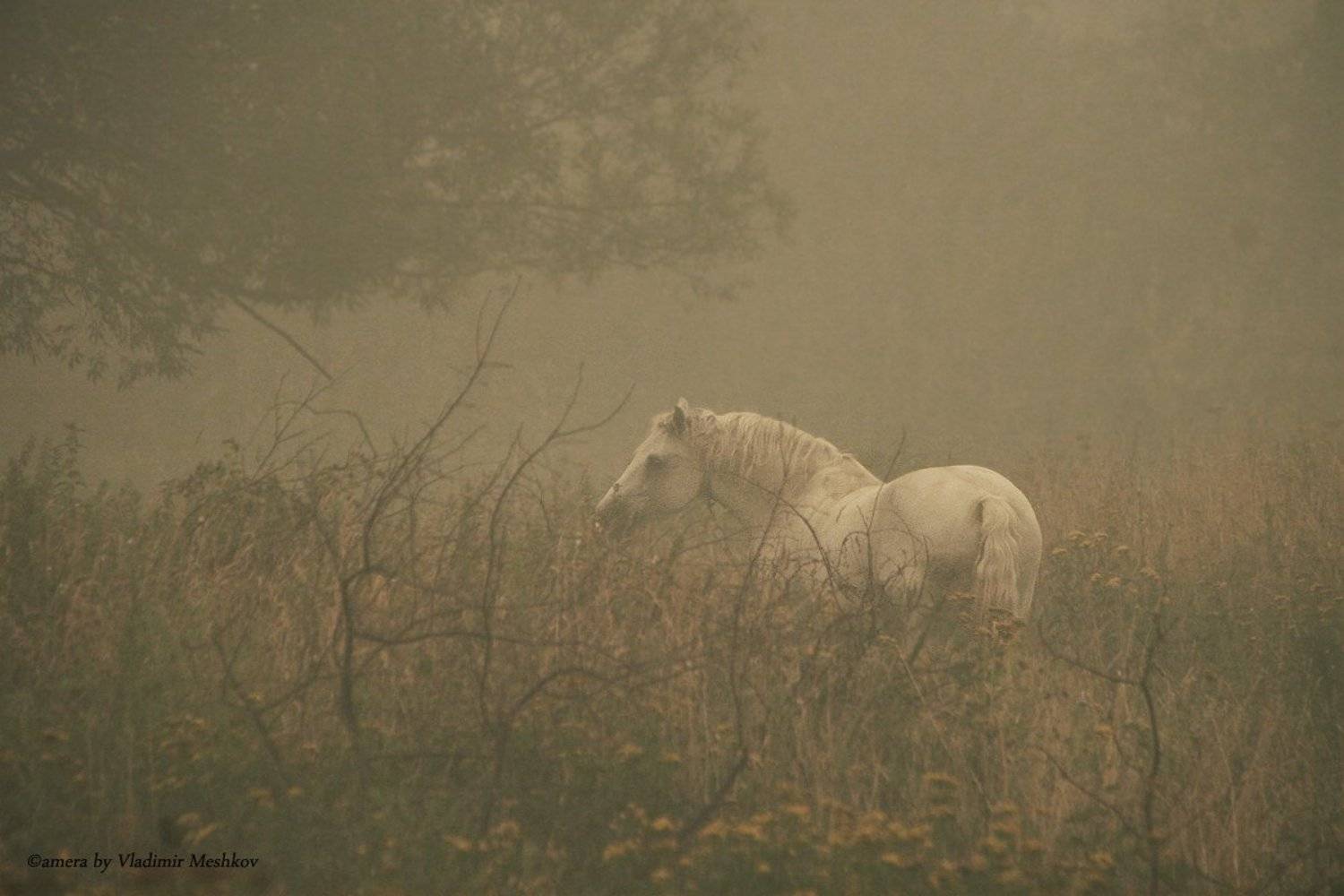 , &copy; =Vladimir Meshkov=