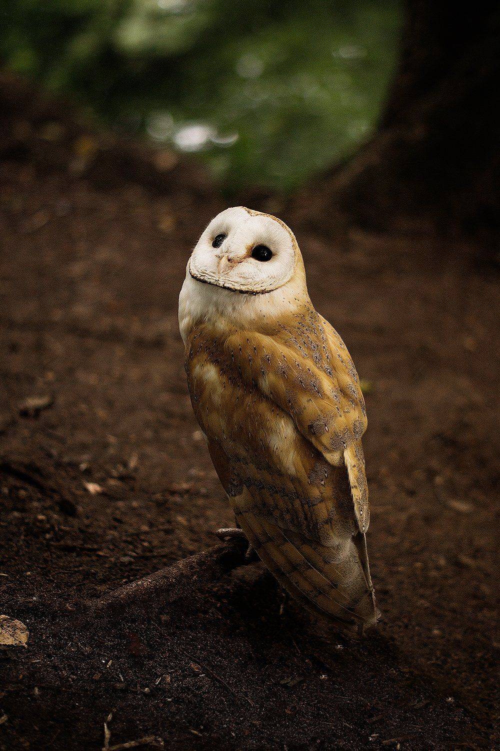сорен, сова, птица, природа, россия, Поминова Олеся