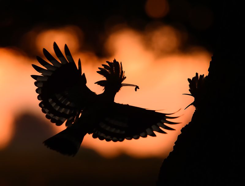 Удод фото превью