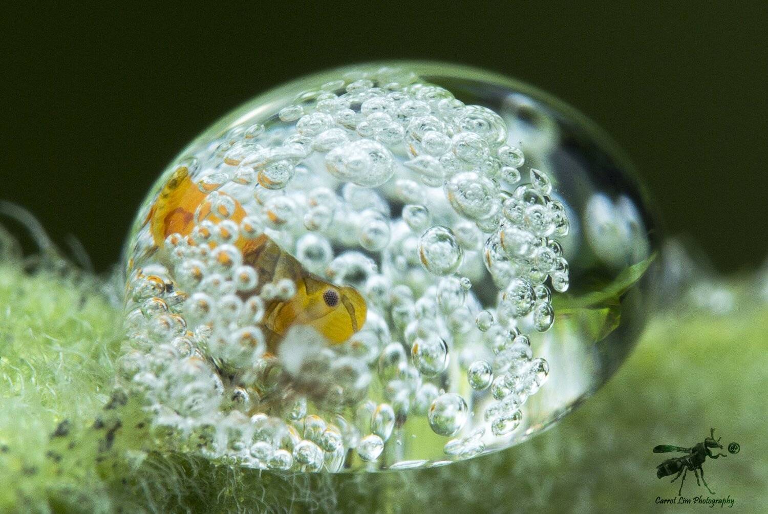 #macro#spittlebug#colors, Choo How Lim