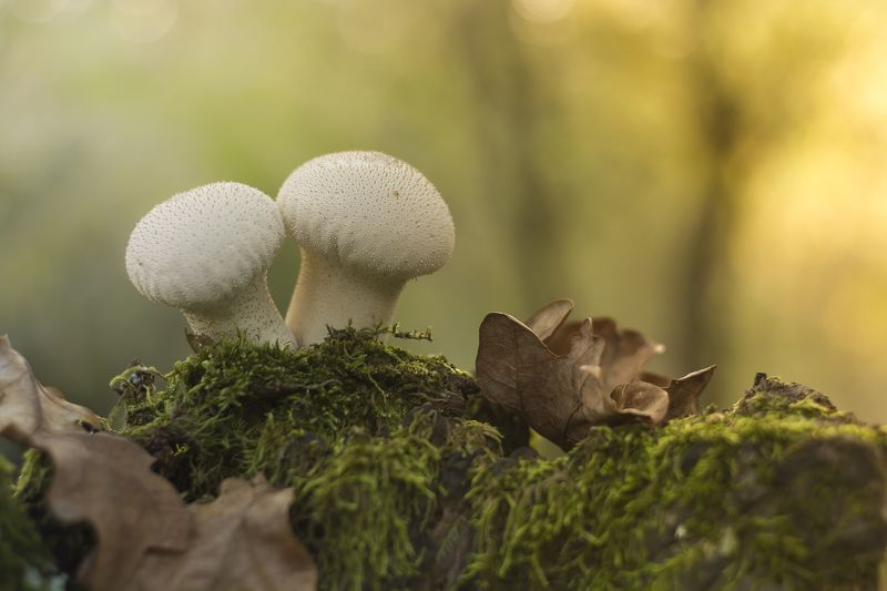 mushroom, nature, color, bokeh, autumn, ground, leaves, macro, close-up, грибы, природа, цвет, боке, осень, земля, листья, макро, крупный план Together фото превью