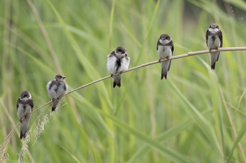 Маленькие милашки фото превью