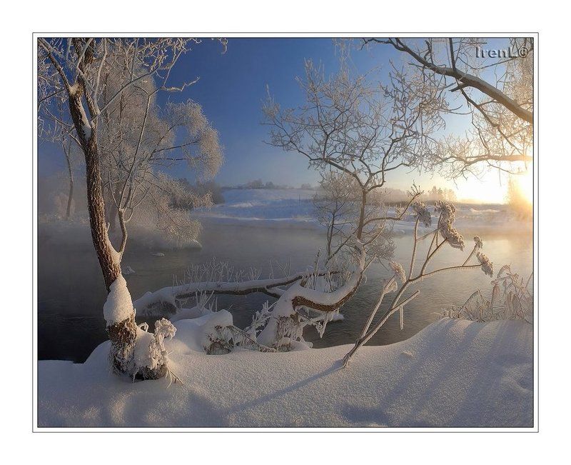 зимние цветы фото превью