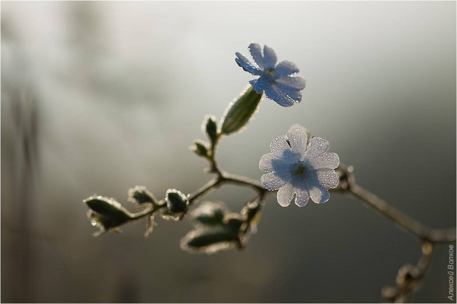 цветок, поле, вечер, Amazon-san