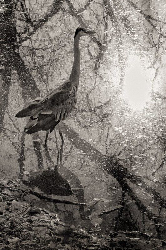 ожидание - как образ жизни фото превью