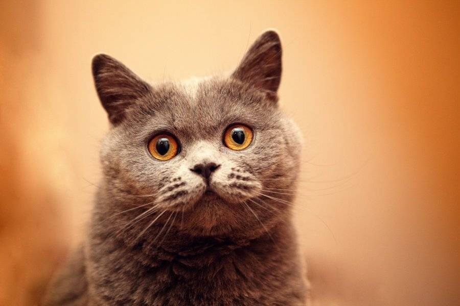 , Владислав Старов