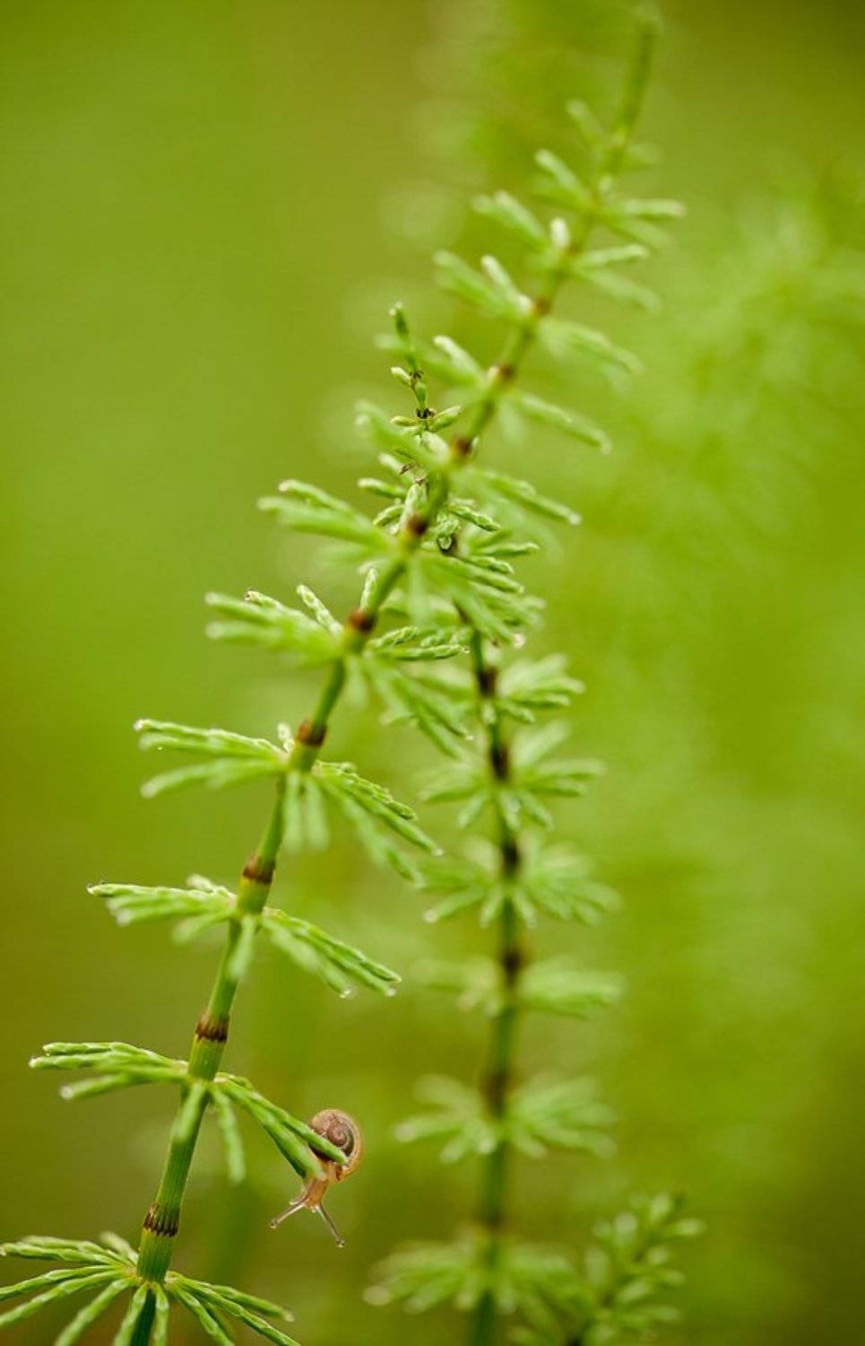 хвощ, улитка, Юлия