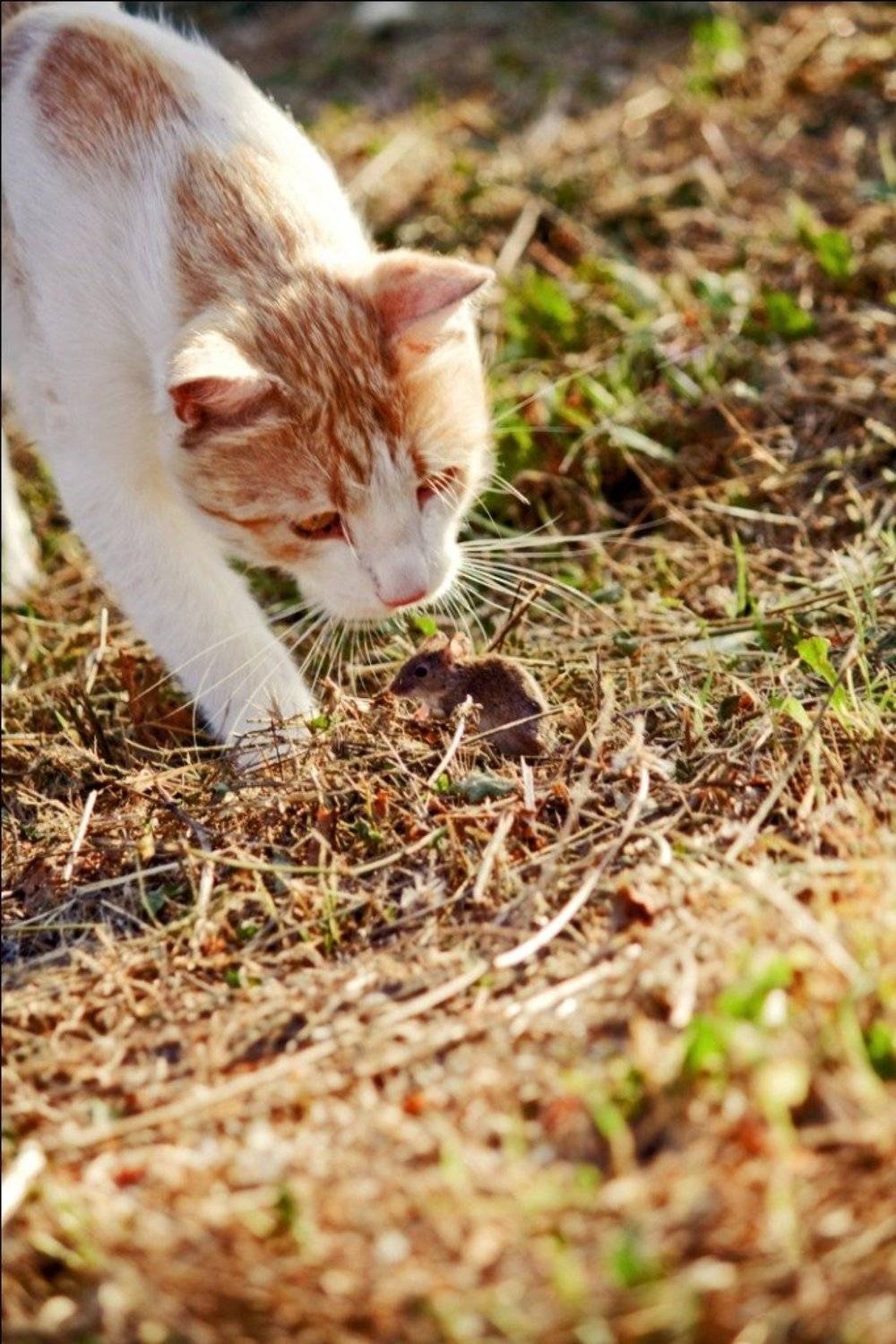 кошеа, мышка, Жданова Татьяна