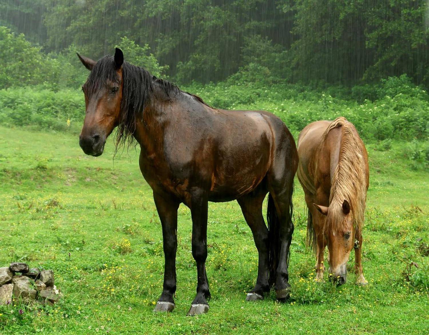 , Вадим Голосницкий