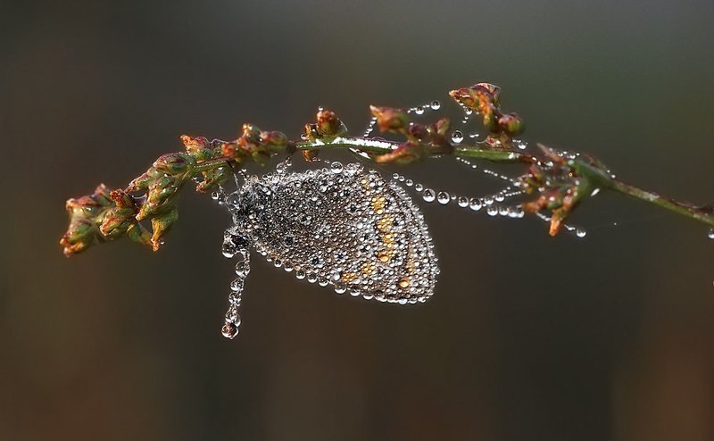 утренняя, росистая... фото превью