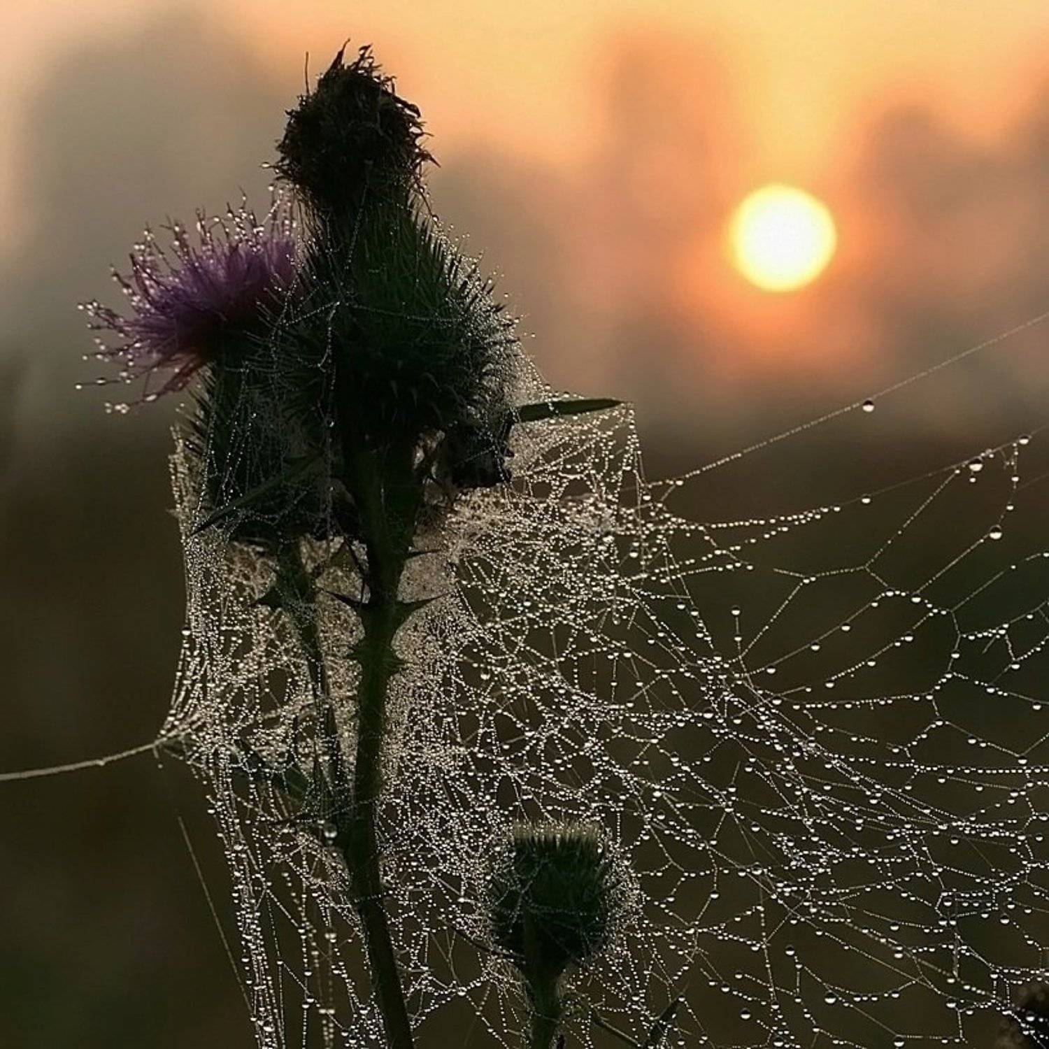 , Василий Черкасский