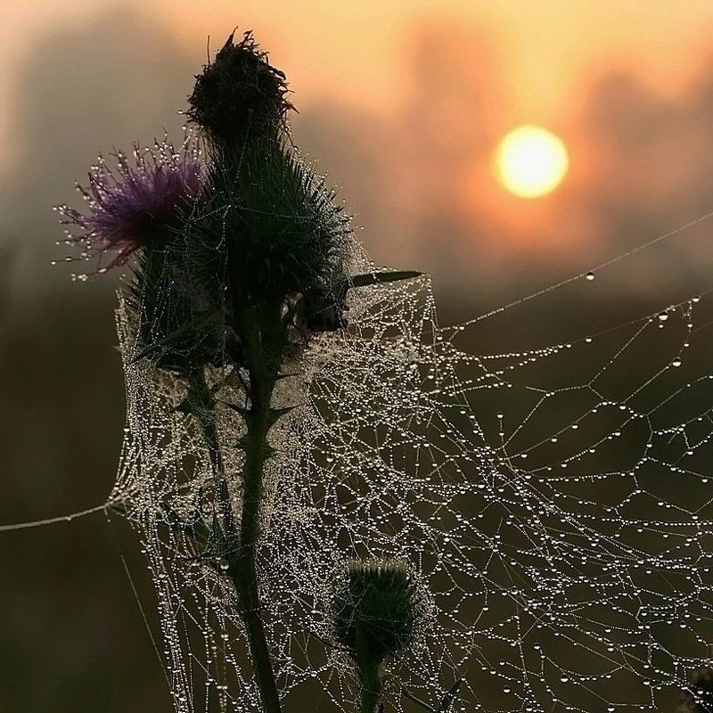 Июль. 5 утра. фото превью