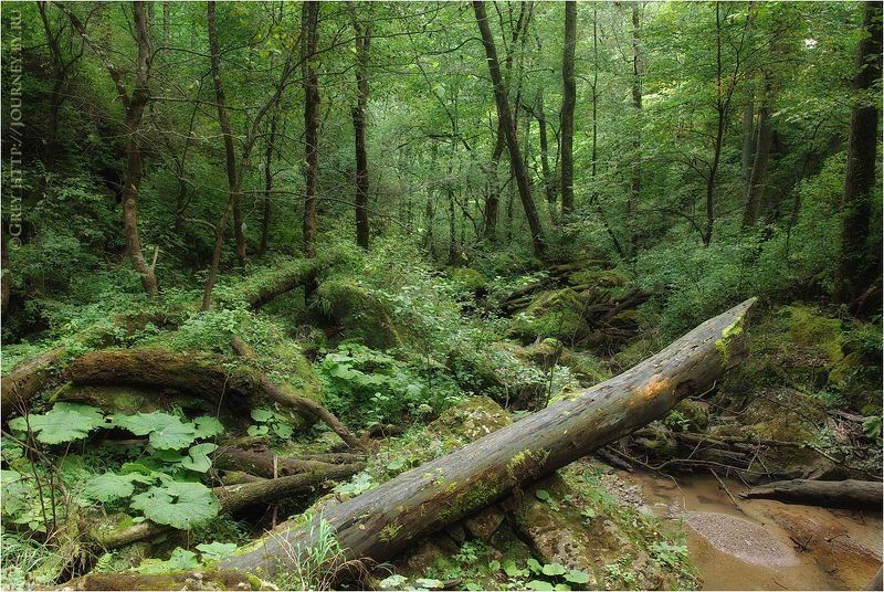 Обыденность лесной глуши фото превью