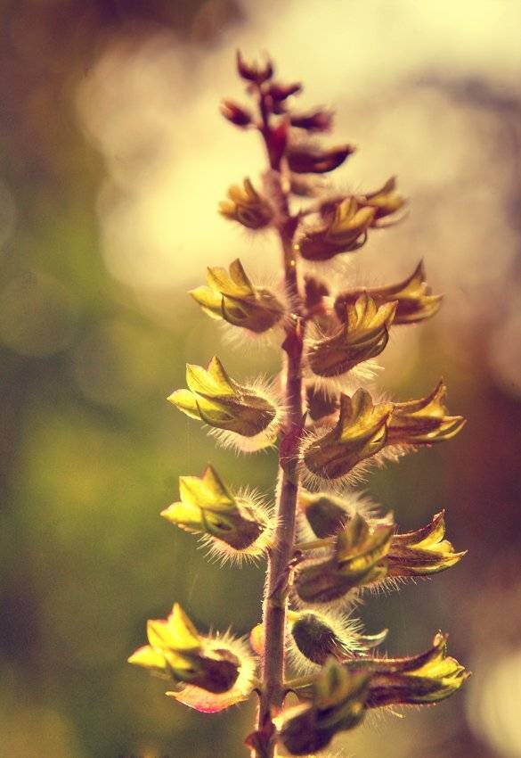 , Лана Тополева