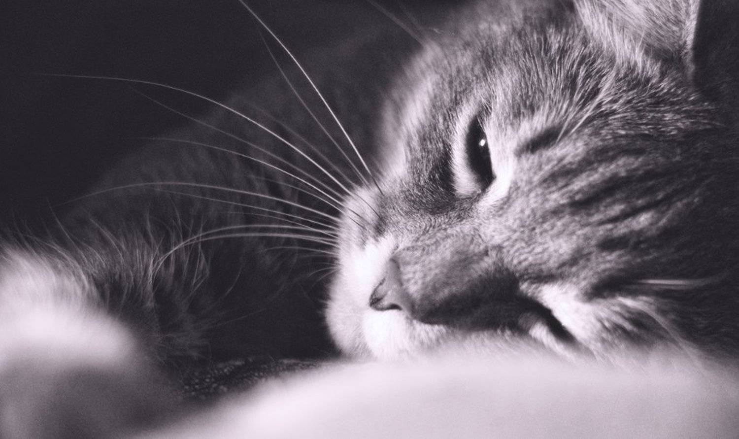 , Павел Хлыпенко