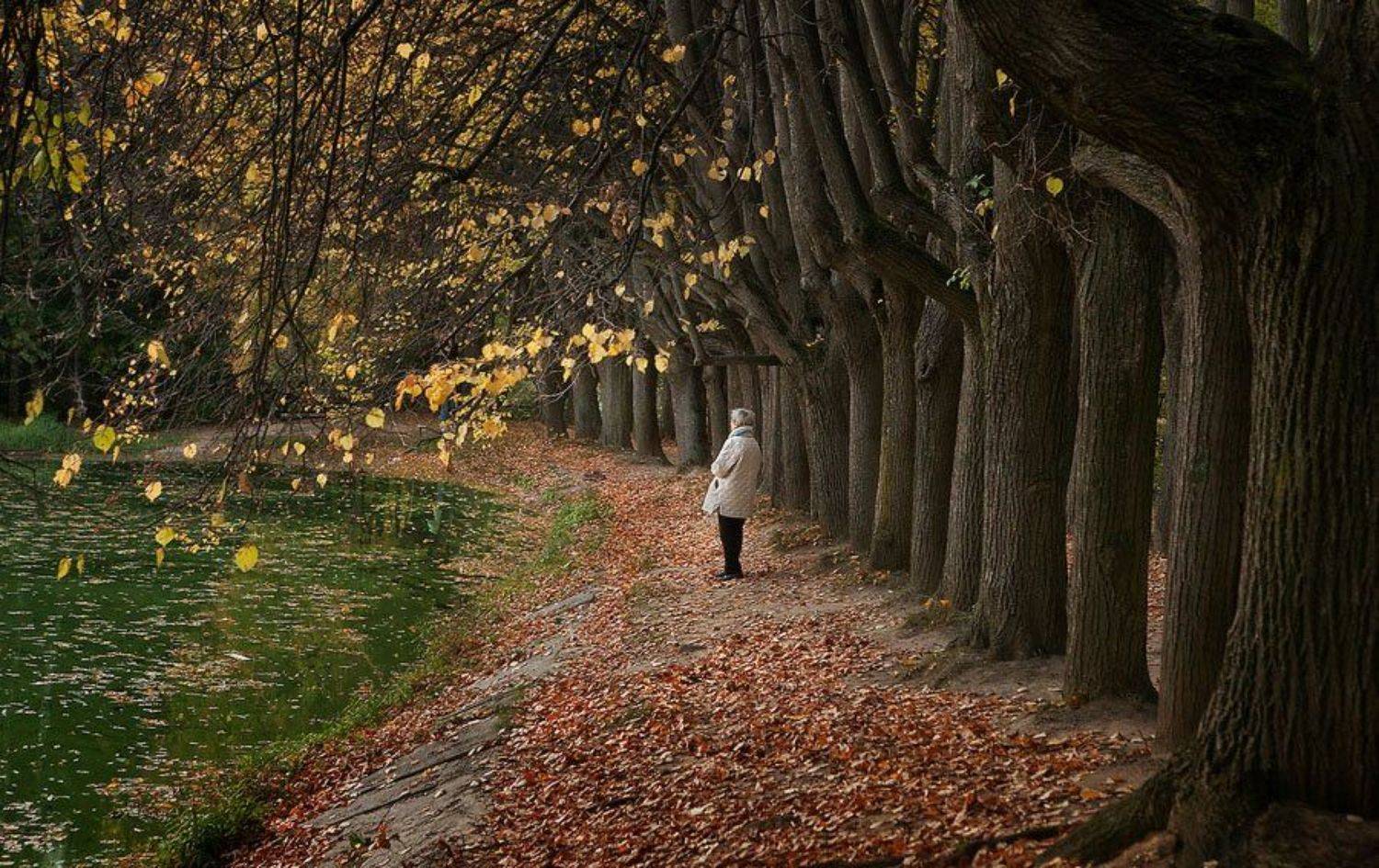 осень, пруд, аллея, одиночество, тишина, klimentinn