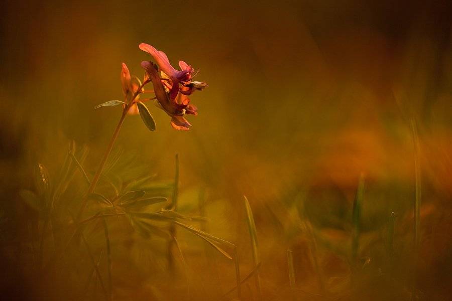 хохлатка, вечер, Юлия