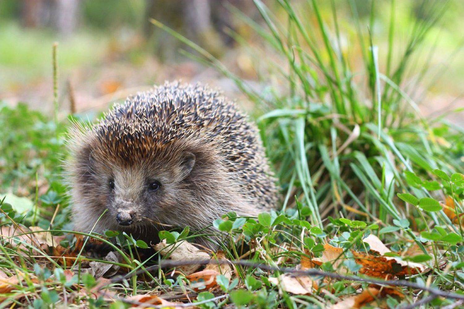 ёж, осень, Ulia Tellez