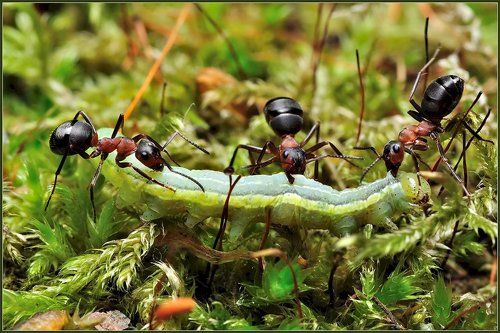 Сообразим на троих.