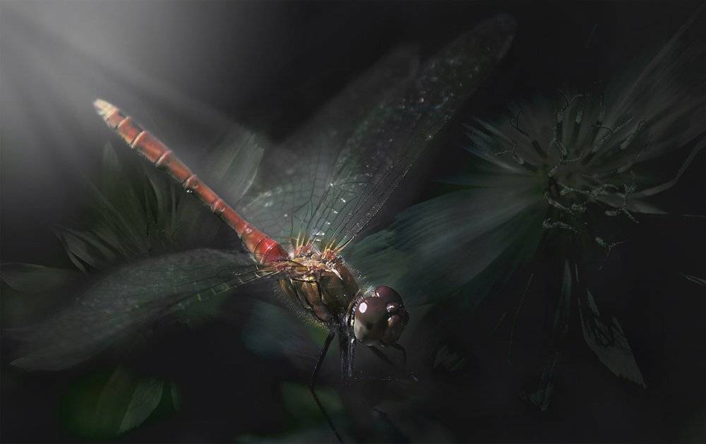 , Лана Тополева