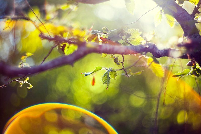 листочек фото превью