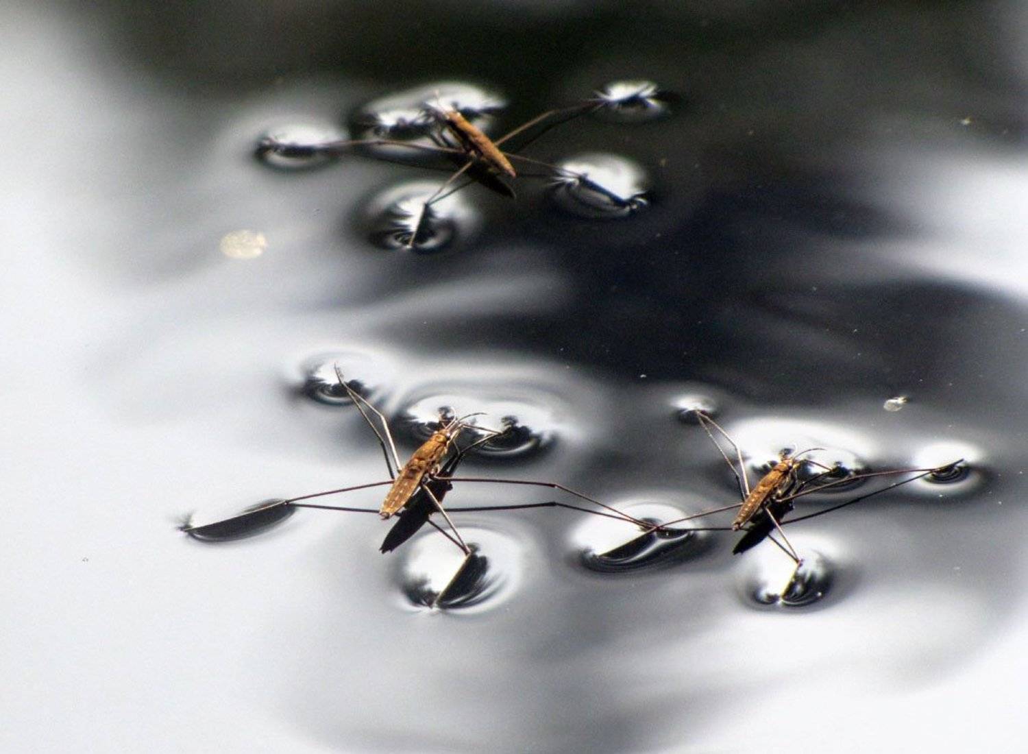 водомерки, осень, вода, река, Юрий Соколков