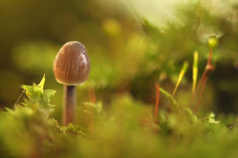 макро, грибы, опята, поганки, осень, пень Какой чудесный пень... фото превью