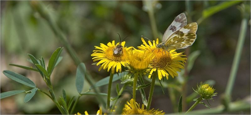 приода Не претендуя   на взаимную..... фото превью