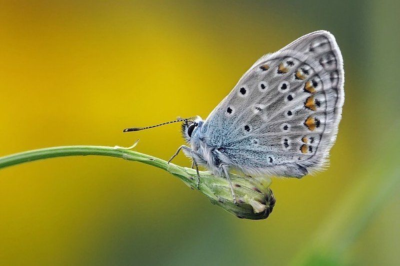 голубянка, бабочка, цвет цветные карточки фото превью