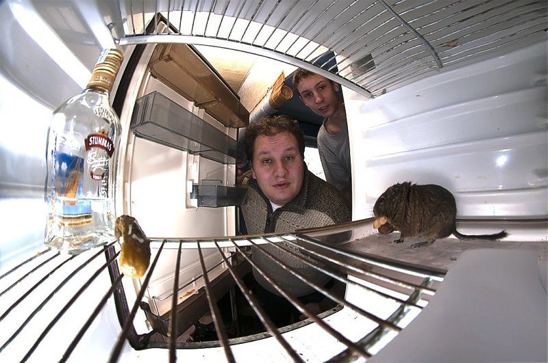 refrigerator Oh, what we have here фото превью