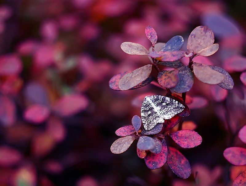 butterfly фото превью