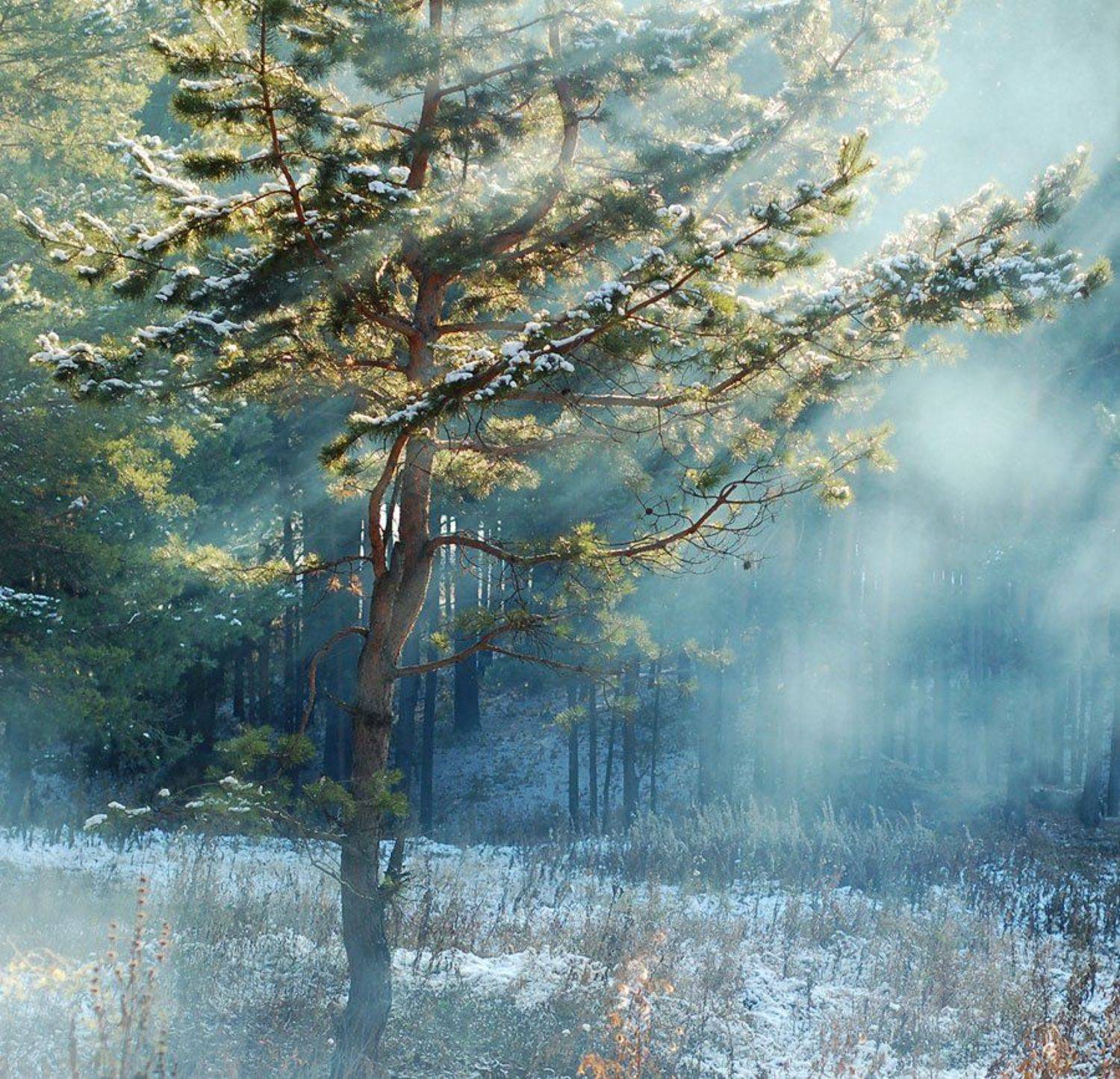 сосна, Елена